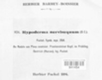 Lirula nervisequa image